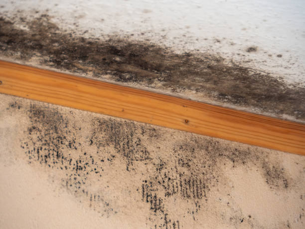 Mold Documentation for Insurance Claims in Fraser, MI